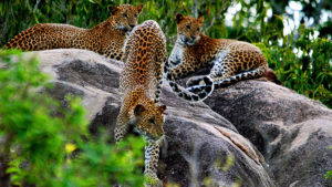 yala nationala park